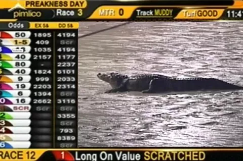 Un lagarto se coló en medio de una carrera en el hipódromo panameño