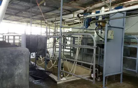 Lecherías en Chiriquí  afectadas por irregularidad en servicio eléctrico