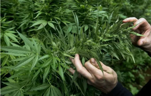 Gobernador de Illinois firma ley que autoriza marihuana como opción a opioide