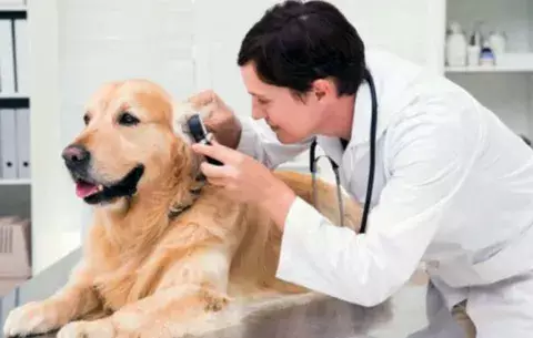 Varela sanciona ley sobre escalafón salarial a los médicos veterinarios