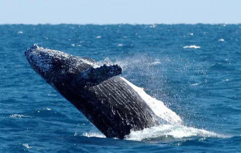 Rescatan con éxito una ballena varada en una isla del Caribe mexicano