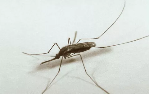Detectan en Rumanía por primera vez tres casos de virus del Nilo Occidental