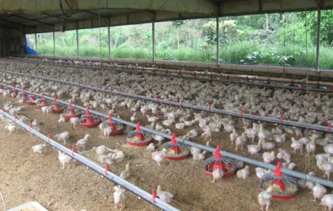 Crisis en el sector avícola podría causar despidos en Panamá Oeste