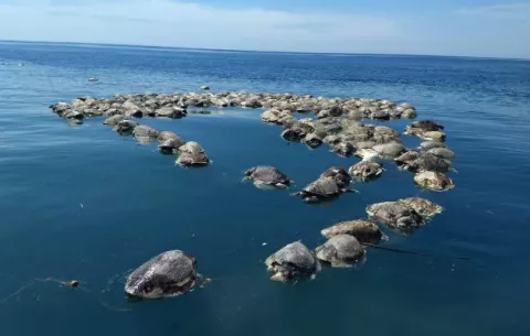 Unas 300 tortugas en peligro de extinción murieron en redes de atún en México