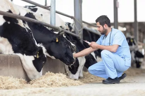 Médicos veterinarios van a paro indefinido a partir de la medianoche
