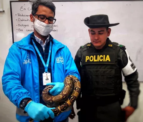 Encuentran una boa constrictor de más de un metro en un autobús de Bogotá
