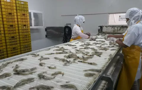 Farallón Aquaculture envía camarones a Nueva York bajo la marca país Panamá Exporta