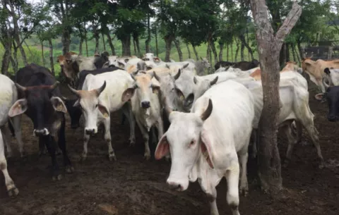 Ganaderos chiricanos preocupados por brucelosis