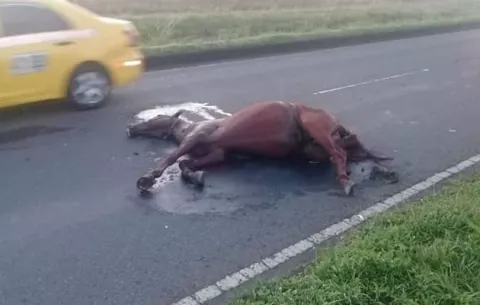 Conductor choca con caballo en soltura y lo mata en Chiriquí