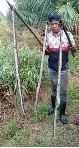 Serpientes mantienen atemorizada a la población de Gariche en Chiriquí