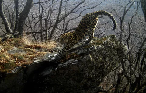 Los paisajes del planeta están transformados por la extinción de especies