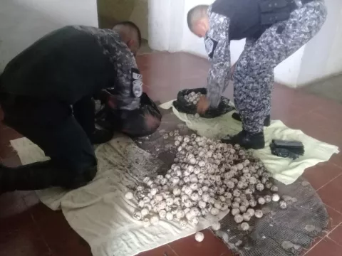 Decomisan más de 4,000 huevos de tortuga en Los Santos