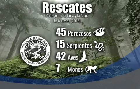 Policía Nacional ejecuta 34 detenciones por delitos vinculados al medioambiente 