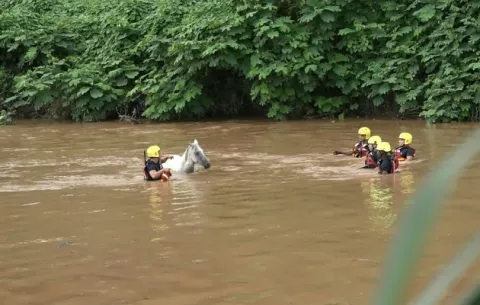 Bomberos rescatan un caballo ciego de las aguas del río La Villa 