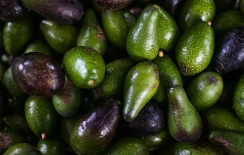 Científicos buscan modificar aguacates y hacerlos más resistentes