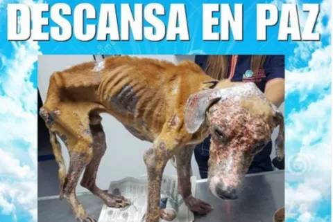 Panameños rechazan crueldad animal tras muerte de 'Athens'