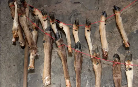 Humanos han almacenado comida desde épocas prehistóricas
