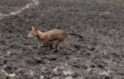 Temen por posible ataque de coyotes en la comunidad de Guadalupe en la provincia de Chiriquí