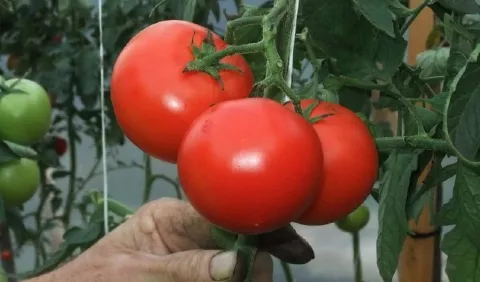 Alimentos que triunfarán en 2020