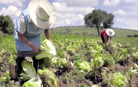 Congreso de agricultura de ambiente controlado debatirá sobre alta tecnología e innovación