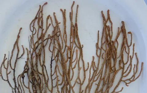 Descubren nuevo coral de aguas profundas