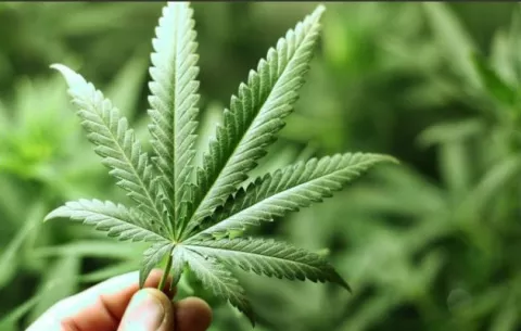 Empresarios mexicanos se preparan para el "boom" de la industria del cannabis