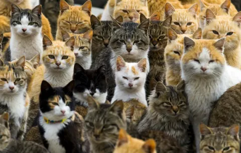 Los gatos son más afectivos con las personas que le demuestran más atención