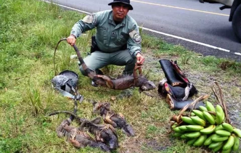 Cazadores furtivos siguen haciendo de las suyas en Colón, abandonan iguanas 