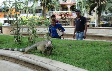 MiAmbiente anuncia operativo para capturar iguanas y ardillas en el parque Miguel de Cervantes Saavedra
