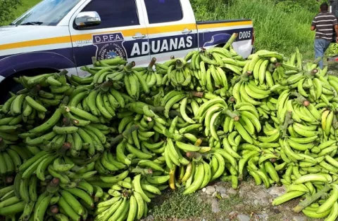  Ministerio de Desarrollo Agropecuario investigará contrabando de plátano en Bocas del Toro
