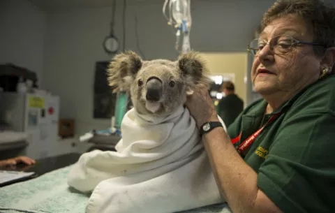 Un virus en los koalas muestra una evolución