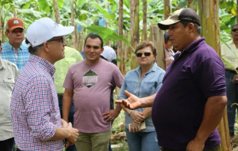 MIDA investigará contrabando de plátano en Bocas del Toro