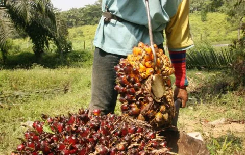 Cultivo de palma aceitera atraviesa por una crítica situación debido a la caída del precio internacional 