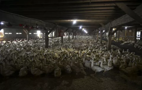 El "foie gras", un manjar considerado como una forma de tortura