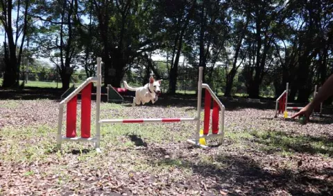 La importancia de un perro educado