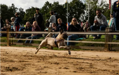 Perros pugs dominan las carreras caninas