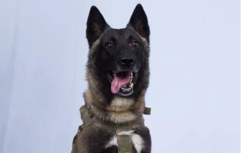 Perro del Ejército de EE.UU., héroe de la operación militar contra líder del EI