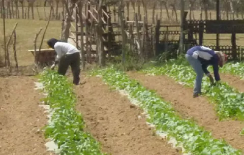 Productores del país temen pérdidas millonarias por pronósticos de la fuerte sequía
