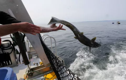 Aumentan las amenazas para el salmón silvestre