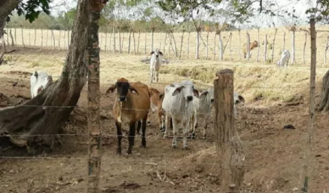 Estado de emergencia permitirá agilizar la  ayuda a productores