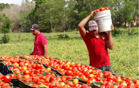 Tomateros santeños están preocupados por la falta de agua para los cultivos 