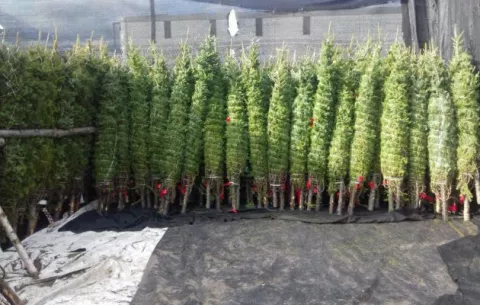 No se otorgarán permisos para la venta de arbolitos navideños en parques municipales