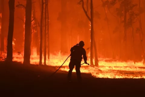 Cerca de mil koalas han muerto a causa de los incendios forestales en Australia