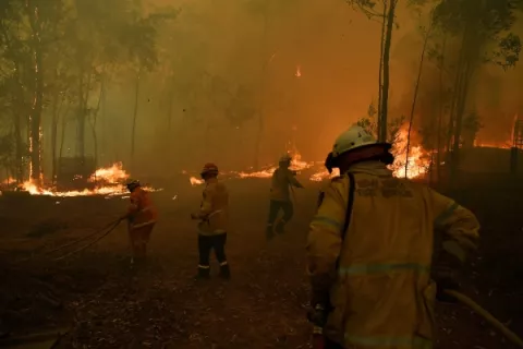 Fallece Lewis, el koala rescatado durante los feroces incendios de Australia