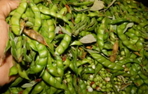 La libra de guandú se encuentra en el Merca Panamá a $3.50, un precio menor que el año anterior