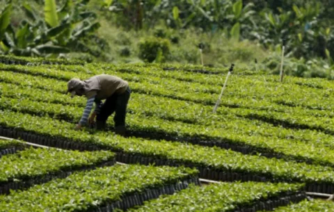 Digitalizar la agricultura, un requisito para comer en el futuro según la FAO