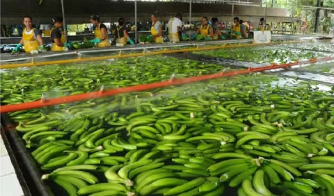 Exportaciones podrían crecer este 2019 entre un 4 a 5 por ciento
