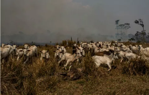 Deforestan áreas para criar más ganados, sin importar las consecuencias