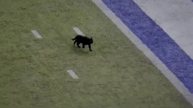 Los Giants de Nueva York  no encuentran el gato negro