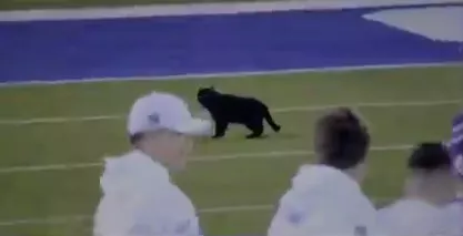 Gato negro se roba las miradas durante juego de Cowboys vs. Giants  en la NFL